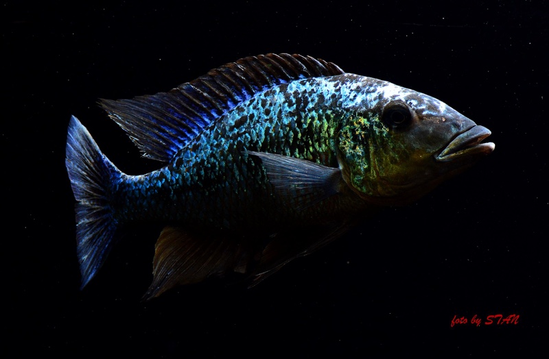 Fossorochromis rostratus